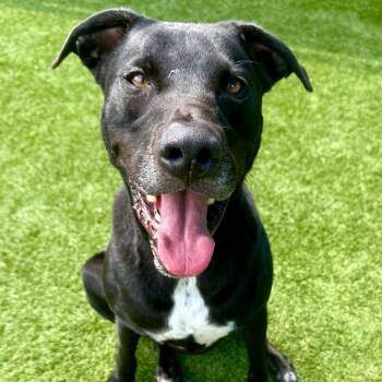 Hondo -  Labrador Retriever Dog for Adoption in Krum, Texas - Hondo | PetCurious