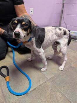 61101068 -  Mixed Breed Dog Available for Adoption in El Paso, Texas - 61101068 | PetCurious
