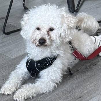 Pancho -  Poodle and Mixed Breed Dog for Adoption in San Francisco, California - Pancho | PetCurious