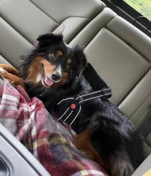 Callum (Cal) -  Australian Shepherd Dog Available for Adoption in Dalworthington Gardens, Texas - Callum (Cal) | PetCurious