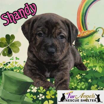 Mixed Breed Dogs Available for Adoption - Shandy | PetCurious