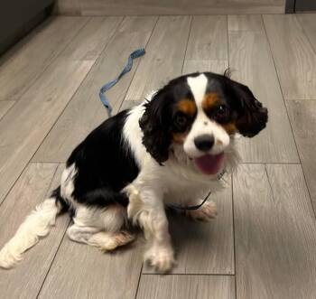 Grady -  Cavalier King Charles Spaniel Dog for Adoption in Anniston, Alabama - Grady | PetCurious