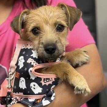 Mia -  Chihuahua and Yorkshire Terrier Dog for Adoption in Midland, Texas - Mia | PetCurious