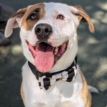 Rescue Labrador Retriever Dogs for Adoption in Ferndale, Washington - Dash | PetCurious