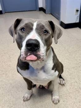 ARYA -  Pit Bull Terrier and Mixed Breed Dog for Adoption in Olathe, Kansas - ARYA | PetCurious