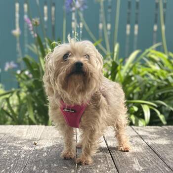 Shelly -  Yorkshire Terrier Dog for Adoption in Pacific Grove, California - Shelly | PetCurious