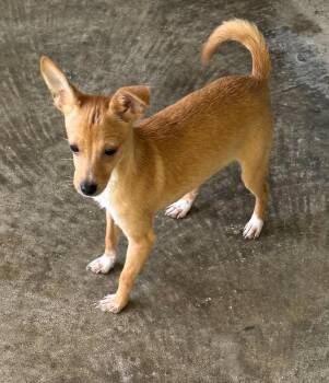 Chihuahua Dogs Available for Adoption in Harrison City, Pennsylvania - RJ | PetCurious