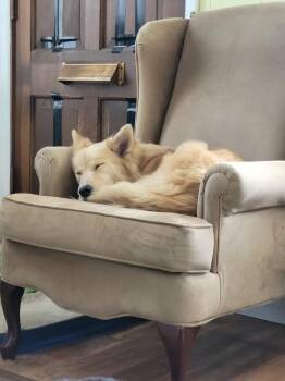 Willow -  Golden Retriever Dog for Adoption in New Albany, Ohio - Willow | PetCurious