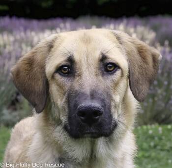 Ridley -  Anatolian Shepherd Dog for Adoption in Nashville, Tennessee - Ridley | PetCurious
