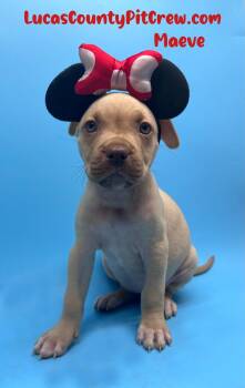 Maeve -  Pit Bull Terrier and Boxer Dog for Adoption in Toledo, Ohio - Maeve | PetCurious