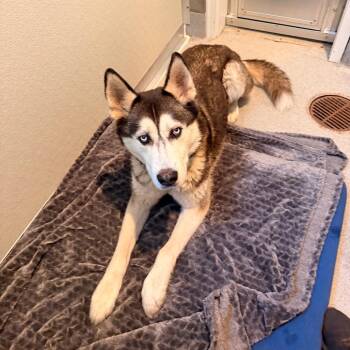 Punk -  Husky Dog for Adoption in Port Angeles, Washington - Punk | PetCurious