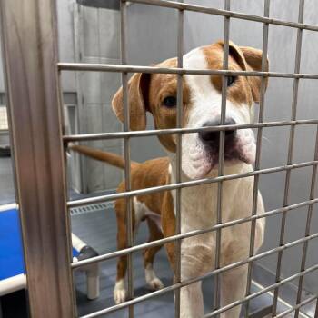 Frank -  Pit Bull Terrier Dog for Adoption in Austin, Texas - Frank | PetCurious