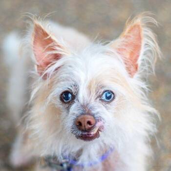 Opal -  Terrier Dog for Adoption in Baton Rouge, Louisiana - Opal | PetCurious
