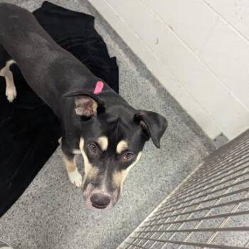 Mixed Breed Dogs Available for Adoption in Jeffersonville, Indiana - Aubrey | PetCurious