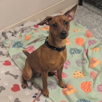 Miniature Pinscher and Mixed Breed Dogs Available for Adoption - Peanut | PetCurious