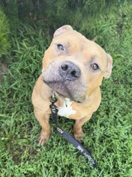 Bumblebee -  Pit Bull Terrier and Mixed Breed Dog for Adoption in Kansas City, Missouri - Bumblebee | PetCurious