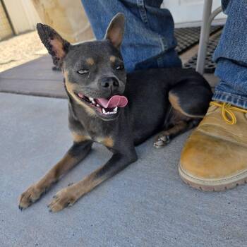 Anubis -  Chihuahua Dog for Adoption in Bernalillo, New Mexico - Anubis | PetCurious