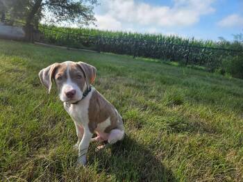 Blackberry the mixed breed puppy -  American Staffordshire Terrier and Plott Hound Dog for Adoption in Muskego, Wisconsin - Blackberry The Mixed Breed Puppy | PetCurious