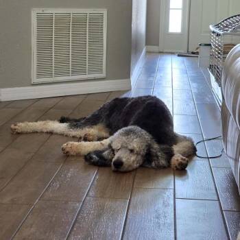 Standard Poodle Dogs Available for Adoption in Lakewood Ranch, Florida - Floyd | PetCurious
