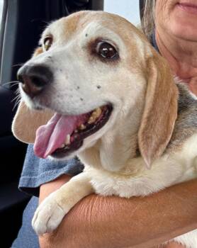 Daisy - Fostered in Kansas City -  Beagle Dog for Adoption in Overland Park, Kansas - Daisy - Fostered In Kansas City | PetCurious