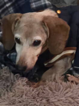 Rescue Dachshund Dogs for Adoption in West Columbia, South Carolina - Roscoe4 (Bonded With Daisy13) | PetCurious