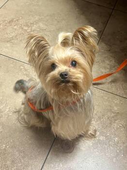 Gus 4 -  Yorkshire Terrier Dog for Adoption in Cypress, California - Gus 4 | PetCurious