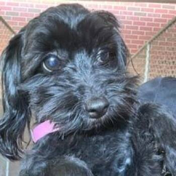 Harlowe -  Aussiedoodle and Cavalier King Charles Spaniel Dog for Adoption in Kittanning, Pennsylvania - Harlowe | PetCurious
