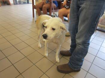 Rescue Labrador Retriever and Mixed Breed Dogs for Adoption in Ocala, Florida - CALISTA | PetCurious