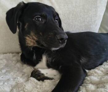 Rain -  Hound and Mixed Breed Dog for Adoption in Kansas City, Missouri - Rain | PetCurious