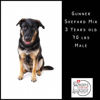 Gunner -  Shepherd Dog for Adoption - Gunner | PetCurious