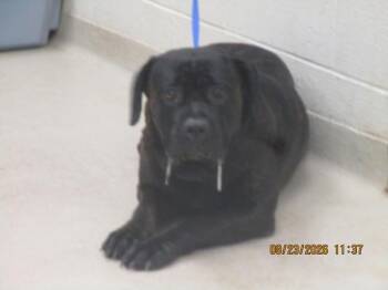 Tier(119) -  Cane Corso Dog for Adoption in Marietta, Georgia - Tier(119) | PetCurious