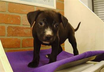 PUPPY 2 -  Chihuahua and Mixed Breed Dog for Adoption in Houston, Texas - PUPPY 2 | PetCurious