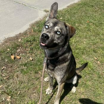 Mixed Breed Dogs Available for Adoption - Hickory | PetCurious