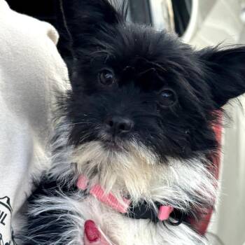 Yorkshire Terrier and Chihuahua Dogs Available for Adoption in St. Peters, Missouri - Charms | PetCurious