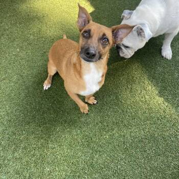 AnnaClair -  Dachshund Dog for Adoption in Baton Rouge, Louisiana - AnnaClair | PetCurious