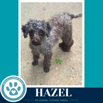 Hazel 061326 -  Poodle Dog for Adoption in Kimberton, Pennsylvania - Hazel 061326 | PetCurious