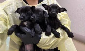 Chihuahua Dogs Available for Adoption - Tomato | PetCurious