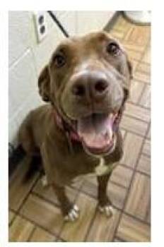 VENUS -  Labrador Retriever and Pit Bull Terrier Dog for Adoption in Loveland, Colorado - VENUS | PetCurious