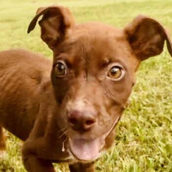 Rescue Labrador Retriever and Terrier Dogs for Adoption in Enfield, Connecticut - Goofy | PetCurious