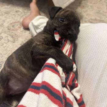Poppy -  Mixed Breed Dog for Adoption in Philadelphia, Pennsylvania - Poppy | PetCurious
