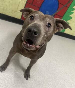 Pit Bull Terrier Dogs Available for Adoption in Indianapolis, Indiana - BLUE | PetCurious