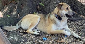 Shepherd Dogs Available for Adoption in Grand Bay, Alabama - Koda | PetCurious