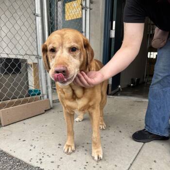 Lucky -  Yellow Labrador Retriever and Golden Retriever Dog for Adoption in Pullman, Washington - Lucky | PetCurious