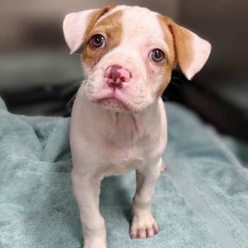 Pira -  Pit Bull Terrier and Mixed Breed Dog for Adoption in Griswold, Connecticut - Pira | PetCurious