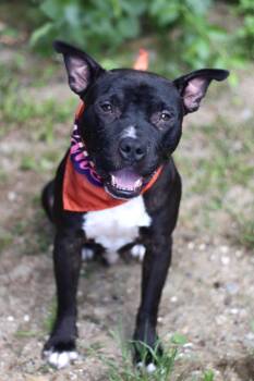 Riven in NH. Come Meet our Adoptable Dogs Wednesday-Saturday. Mo -  Pit Bull Terrier Dog for Adoption in Manchester, New Hampshire - Riven In NH. Come Meet Our Adoptable Dogs Wednesday-Saturday. Mo | PetCurious