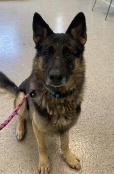 Chucky -  German Shepherd Dog and Mixed Breed Dog for Adoption in Fishers, Indiana - Chucky | PetCurious