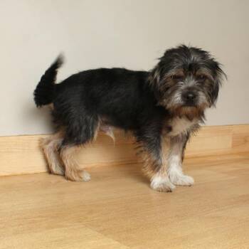 Schnauzer and Wirehaired Terrier Dogs Available for Adoption - Fisher Jones D68668 | PetCurious