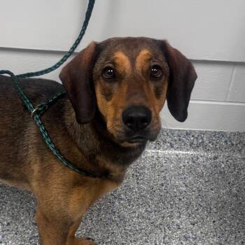 Daisy -  Hound and Retriever Dog Available for Adoption in Greenville, South Carolina - Daisy | PetCurious