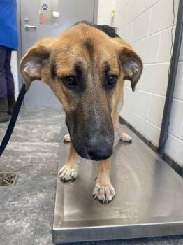 Peetie -  Mixed Breed Dog Available for Adoption in Oxford, North Carolina - Peetie | PetCurious