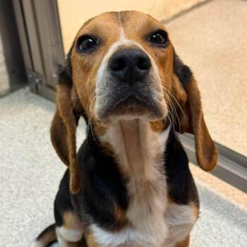 Lucky -  Beagle Dog for Adoption in North Charleston, South Carolina - Lucky | PetCurious